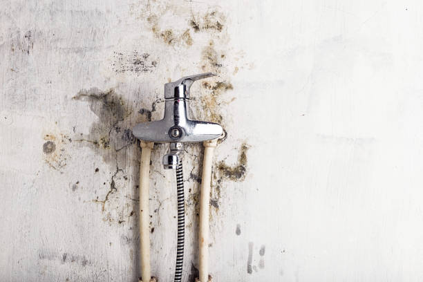 Best Home Mold Removal  in Winston, OR
