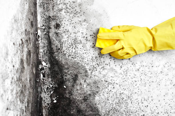 Best Fast Mold Removal  in Winston, OR