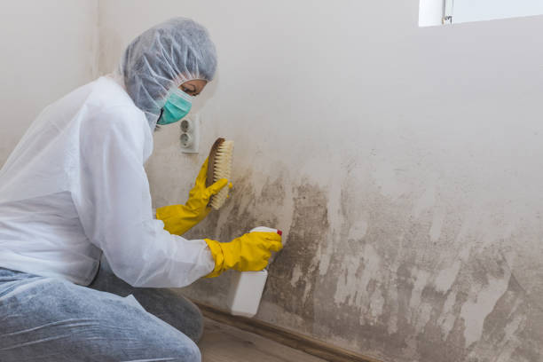 Best Certified Mold Removal  in Winston, OR