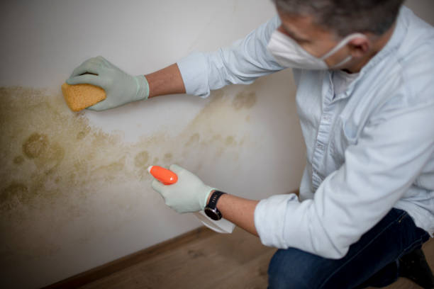 Best Office Mold Removal Services  in Winston, OR
