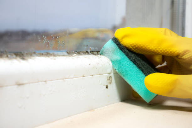 Best Emergency Mold Removal  in Winston, OR