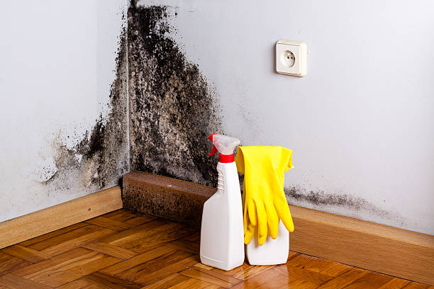 Best Home Mold Removal  in Winston, OR
