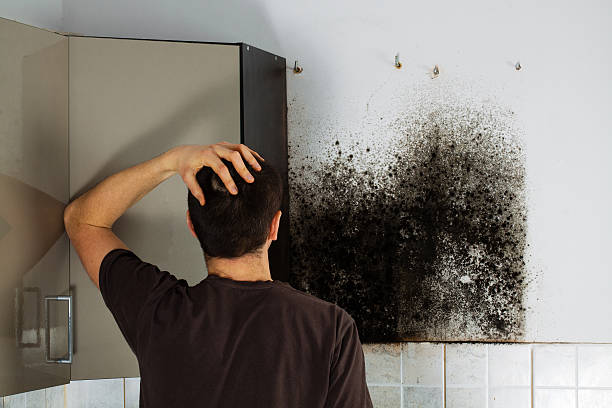 Best Mold Removal Near Me  in Winston, OR