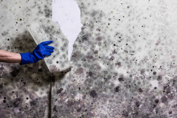 Certified Mold Removal in Winston, OR