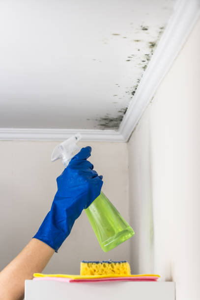 Best Mold Cleaning Services  in Winston, OR